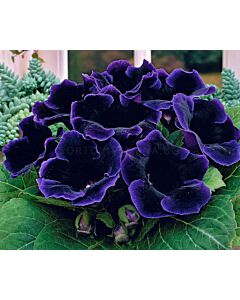 Глоксиния Violacea - 3/4