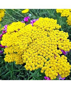 Равнец -жълт /Achillea Millef. Yellow/ 1 бр