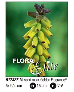 Мускари macrocarpum Golden Fragrance - Пакет: 1 оп. - 5 бр.