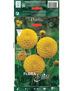 Далия - Dahlia pompon Golden Scepter