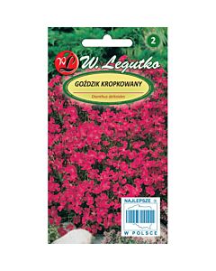 ЛГ КАРАМФИЛ ЧЕРВЕН Dianthus deltoides carmine-red