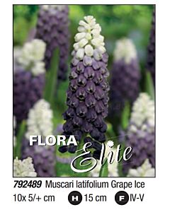Мускари latifolium Grape Ice - Пакет: 1 оп. - 10 бр.