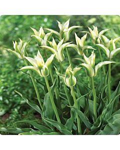Лале lily-flowered Greenstar - 1 бр.