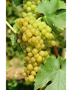 Соларис – бяло грозде (Vitis Vinifera Solaris) 