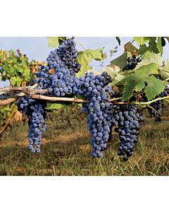 Грозде (Vitis Vinifera Maréchal Foch)	