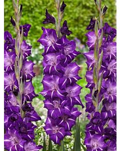 Гладиол large-flowered  'Hallowy' 10/12 - 1 бр.