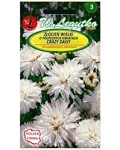 Хризантема бяла / Chrysanthemum paludosum white/ LG 1 оп