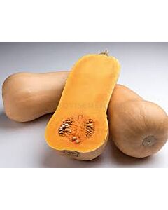 Тиква Хавана F1- Havana F1 - тип Butternut - 500 бр. семена