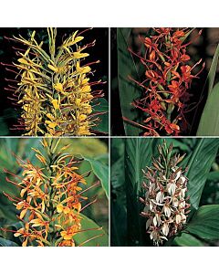 Хедихиум микс / Hedychium mix / 5 бр 