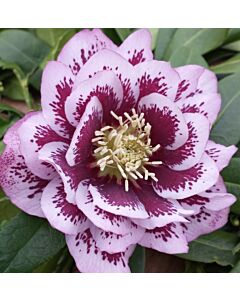Кукуряк / Helleborus Double Ellen Spotted Pink / 1 бр