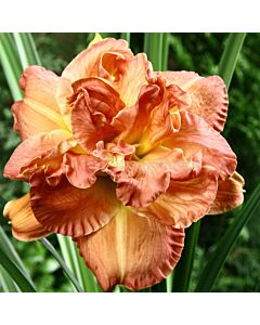 Хемерокалис /HEMEROCALLIS CANDLELIGHT DINNER/ 1 бр