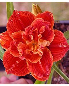 Хемерокалис Паприка / Hemerocallis Paprika flame / 1 бр