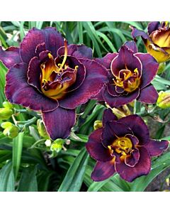 Хемерокалис /HEMEROCALLIS VOODOO DANCER/ 1 бр