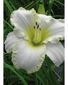 Хемерокалис Blizzard Bay - Hemerocallis Blizzard Bay - 1бр.