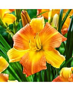 хемерокалис Every Daylily Punch Yellow