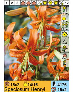 Лилиум Speciosum Henryi - 1 оп.- 2 броя