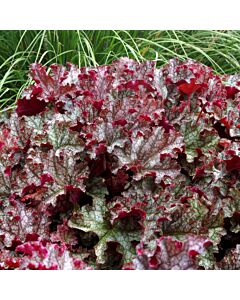 Хойхера / Heuchera Can Can / 1 бр 				 