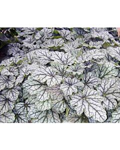 Хойхера / Heuchera Venus  / 1 бр 				 