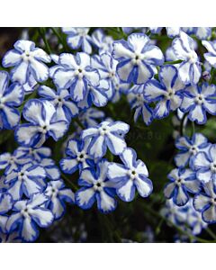 НОВО! Брунера /Brunnera Starry Eyes/ 1 бр