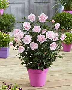 Хибискус (Hibiscus Syriacus Pink Chiffon) – розов