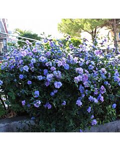 Хибискус (Hibiscus Syriacus Blue Chiffon) - син