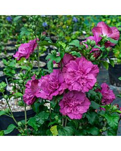 Хибискус (Hibiscus Syriacus Magenta Chiffon) – виолетов