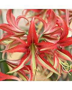 Амарилис /Hippeastrum 'La Paz'/ 1 бр
