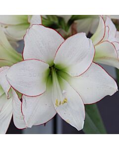 Амарилис Picotee - Hippeastrum diamond 'Picotee - 1 бр