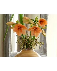 Амарилис /Hippeastrum 'Rilona'/- 1 бр
