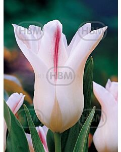 Лале lily-flowered Holland Chic 1 бр*