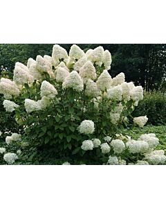 Хортензия Paniculata Phantom - Hydrangea Paniculata Phantom