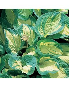 Хоста / Hosta Great Expectations / 1 бр