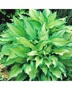 Хоста Албопикта / Hosta Albopicta / 1 бр