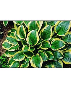 Хоста /HOSTA QUEEN JOSEPHINE/ 1 бр