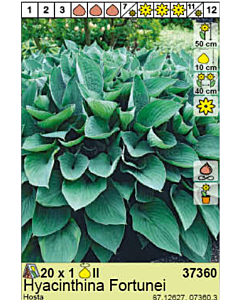 Хоста Hyacinthina Fortunei - 1 брой