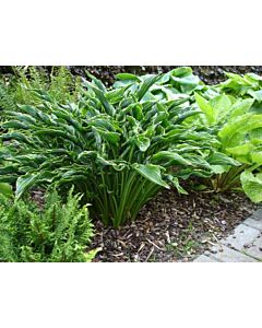 Хоста /HOSTA PRAYING HANDS/ 1 бр