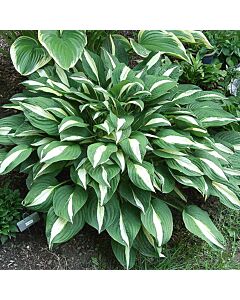 Хоста/ Hosta Risky Business / 1 бр