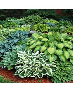 Хоста микс / Hosta Mixed / 1 оп ( 5 луковици )