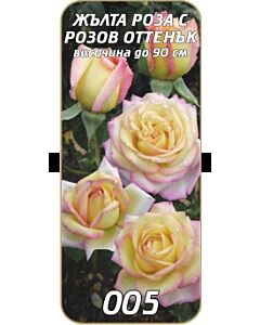 Храстовидна роза 005