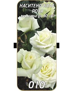 Храстовидна роза 010