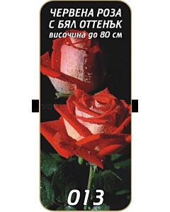 Храстовидна роза 013
