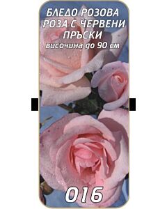 Храстовидна роза 016