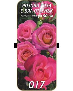 Храстовидна роза 017