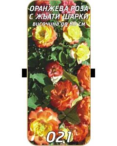 Храстовидна роза 021