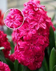 Зюмбюл Double Hollyhock (кичест) 15/16