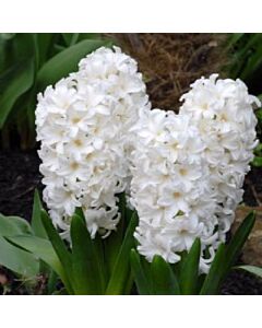 Зюмбюл FAIRY WHITE