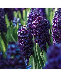 Зюмбюл (Hyacinth) Pacific Ocean 14/15