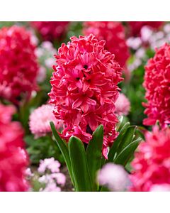 Зюмбюл/ orientalis Red Glory - 1 бр.