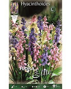 Лъжезюмбюл Squill Hyacinthoides mix