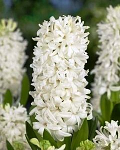 Зюмбюл White Pearl 14/15